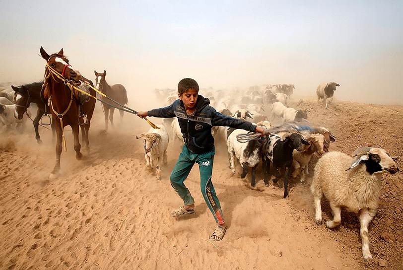 Мальчик уводит овец и лошадей в безопасное место во время столкновений между правительственными войсками и ИГ