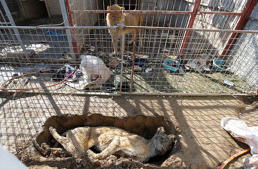Лев и погибшая львица в мосульском зоопарке