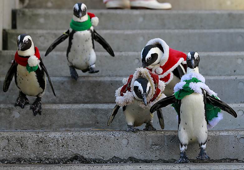 Токио, Япония. Пингвины в праздничных нарядах передвигаются по парку развлечений 