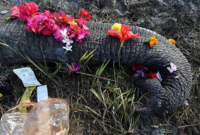 Штат Ассам, Индия. Местные жители возложили цветы на убитого электрическим током слона
