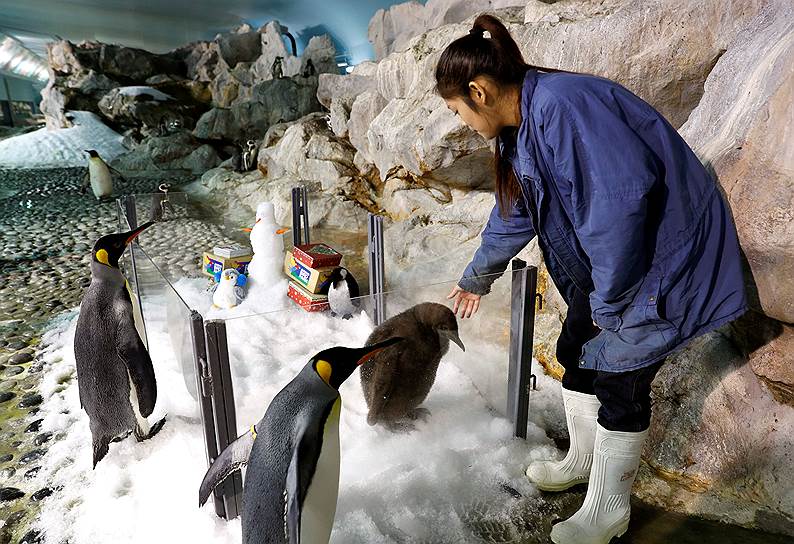 Сингапур. Сотрудник парка птиц Джуронг осматривает двухмесячного пингвина Мару