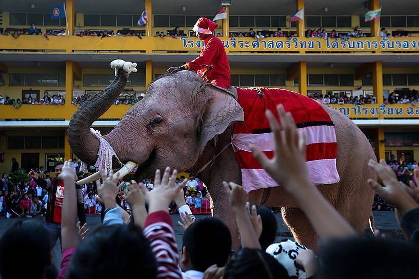 Аюттхая, Таиланд. Слон, переодетый в костюм Санта-Клауса, передает игрушки ученикам школ