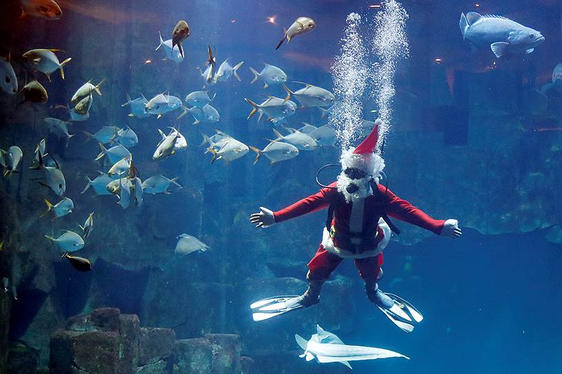 Париж, Франция. Аквалангист в костюме Санта-Клауса совершил погружение в воду в океанариуме 