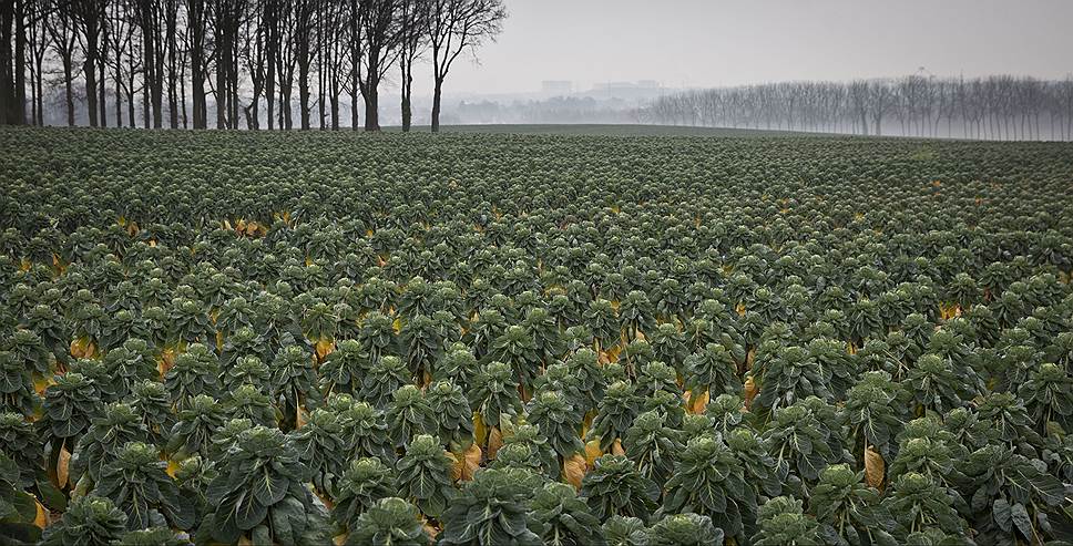 Мерксем, Бельгия. Туман над полем с брюссельской капустой