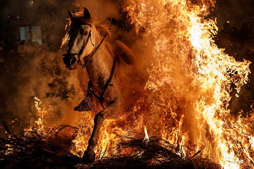 Сан-Бартоломе-де-Пинарес, Испания. Церемония очищения огнем в канун Дня Святого Антония — покровителя домашних животных 
