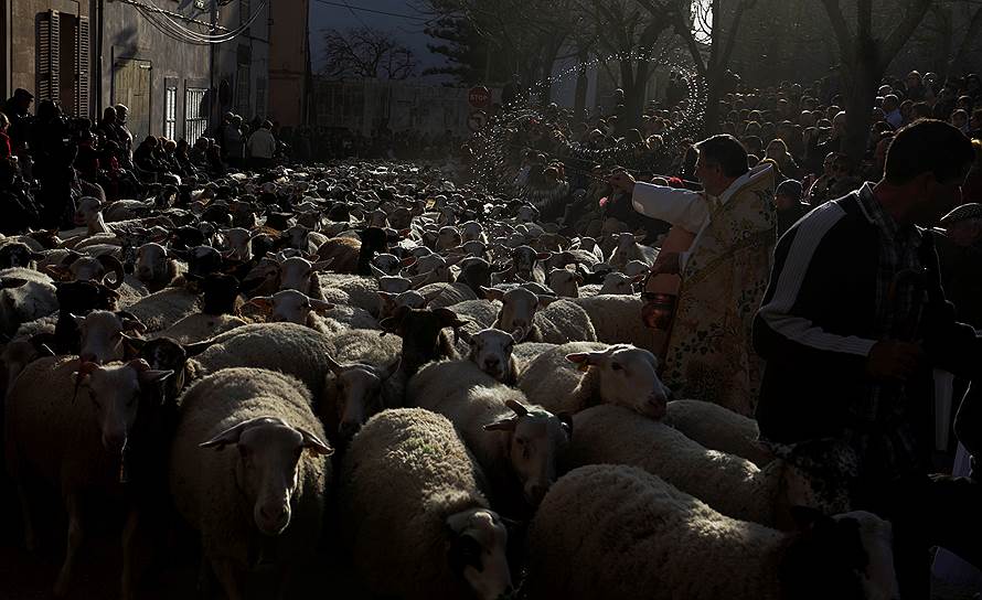 Муро, Испания. Священник благословляет стадо овец в честь Дня святого Антония — покровителя животных