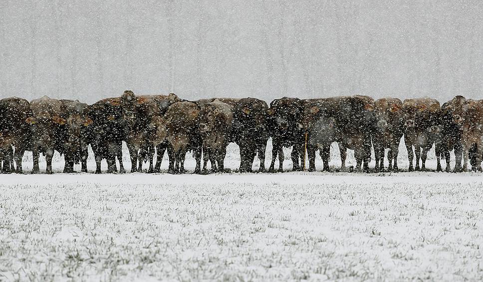 Ландкварт, Швейцария. Коровы пасутся во время снегопада