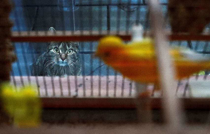 Ханау, Германия. Кот наблюдает через окно за канарейкой