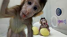 Китайские ученые сделали из обезьяны — двух