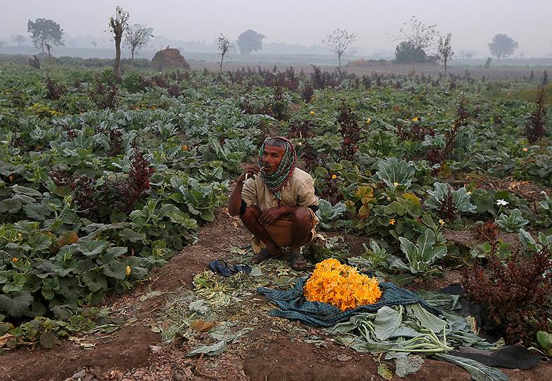 Калькутта, Индия. Фермер чистит зубы на овощном поле