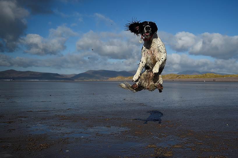 Россбей, Ирландия. Собака ловит мяч на пляже