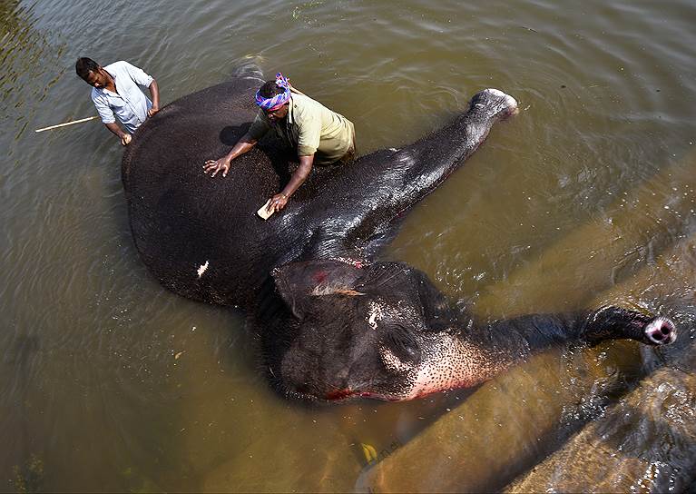 Хампи, Индия. Погонщики слонов купают своего питомца в реке Тунгабхадра
