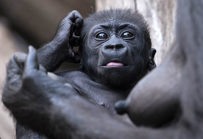 Лейпциг, Германия. Детеныш гориллы Кио в зоопарке