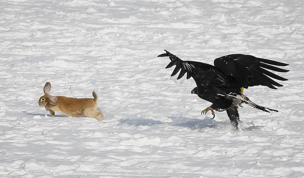 Алматы, Казахстан. Орел преследует кролика на ежегодном охотничьем соревновании, проходящем на городском ипподроме