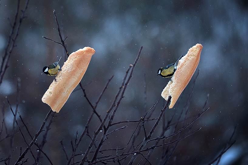 Рейноса, Испания. Синицы едят хлеб во время снегопада