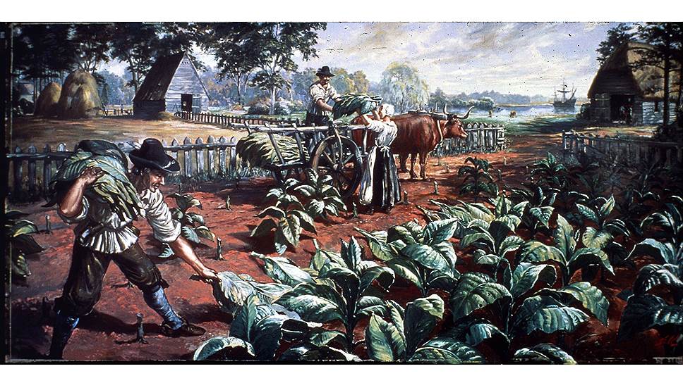 Первые виргинские табачные плантации сразу начали производить впечатление урожайностью и прибыльностью