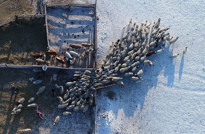 Республика Тыва, Россия. Выпас скота во время мороза
