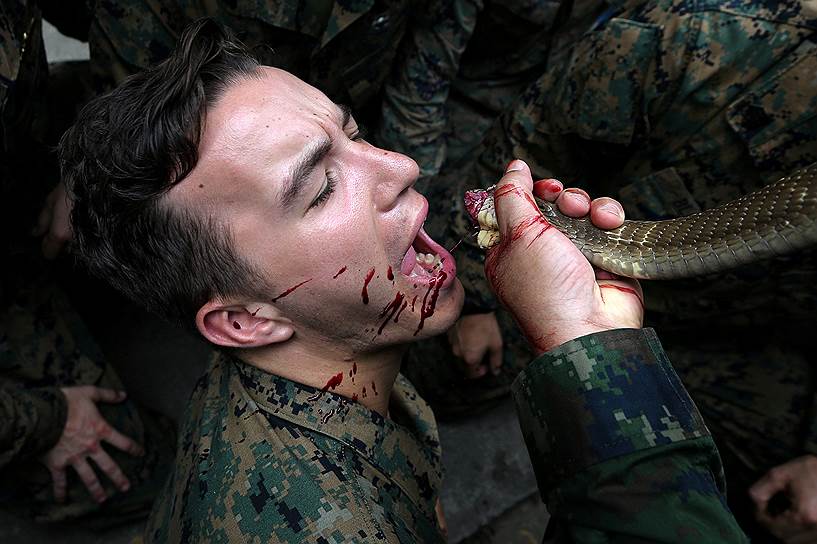 Провинция Чонбури, Таиланд. Американский военнослужащий пьет кровь кобры во время совместных учений с армией Таиланда под названием «Золотая кобра-2018»