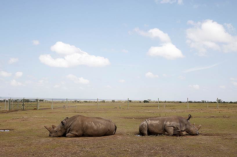 Национальный парк Лайкипия, Кения. Самки северного белого носорога на отдыхе