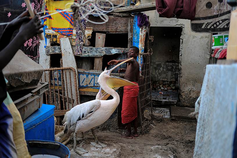 Йоф, Сенегал. Мальчик играет с пеликаном