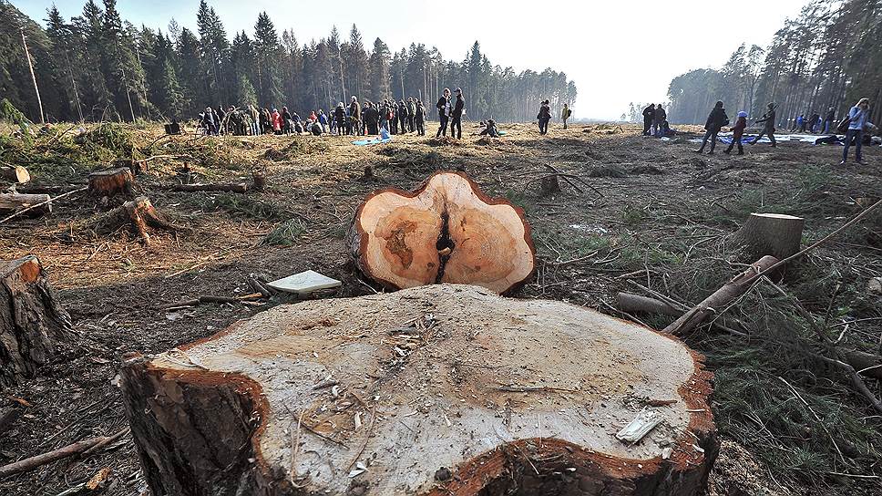 Зачем Минприроды предлагает штрафовать чиновников за «лесопатологическую ложь»