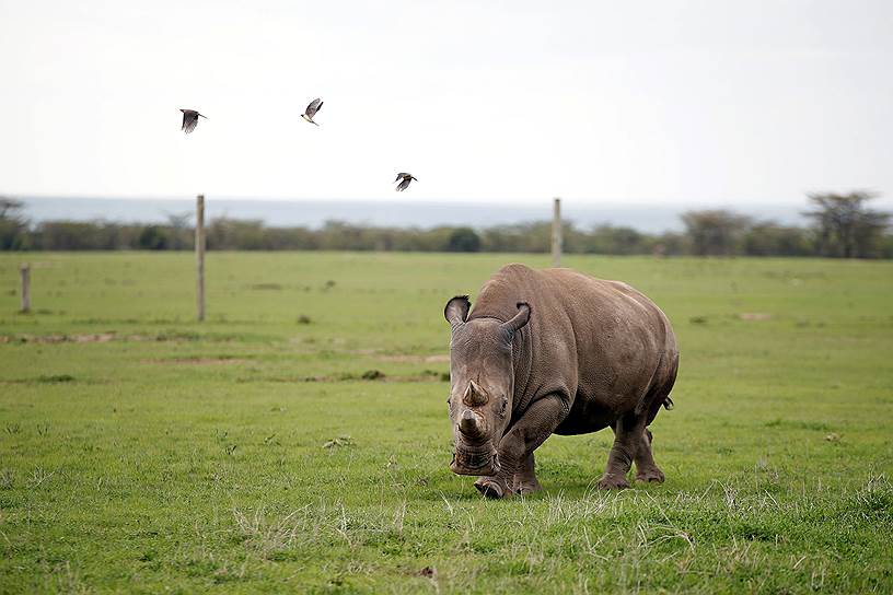 Наньюки, Кения. Самка белого носорога в национальном заповеднике