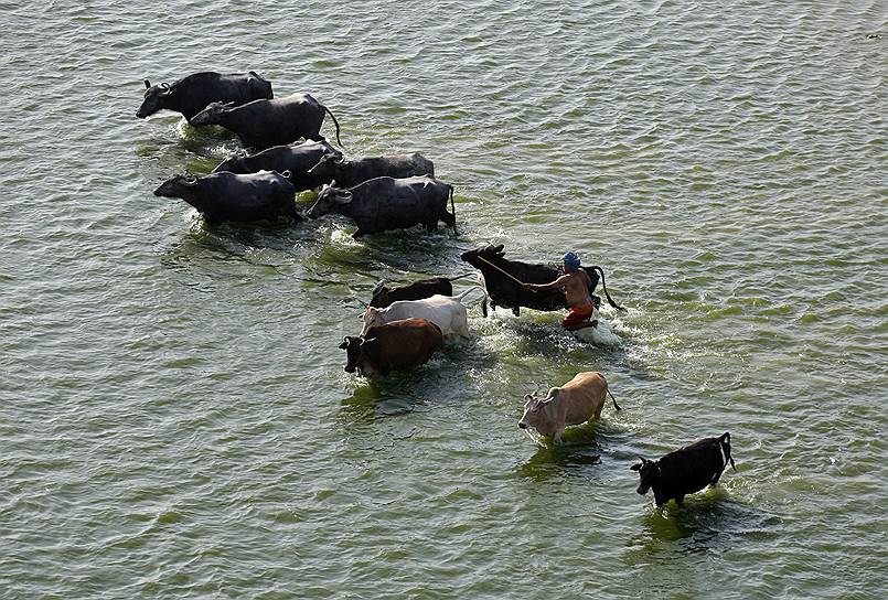 Аллахабад, Индия. Пастух купает коров в реке Ганг