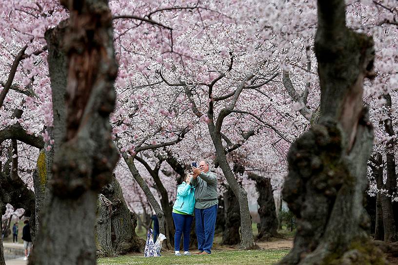 Вашингтон, США. Пожилая пара фотографируется на фоне цветущих вишневых деревьев