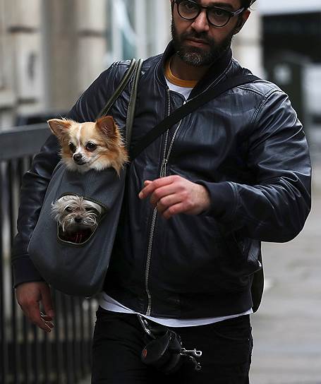 Лондон, Великобритания. Мужчина несет двух собак в специальной сумке