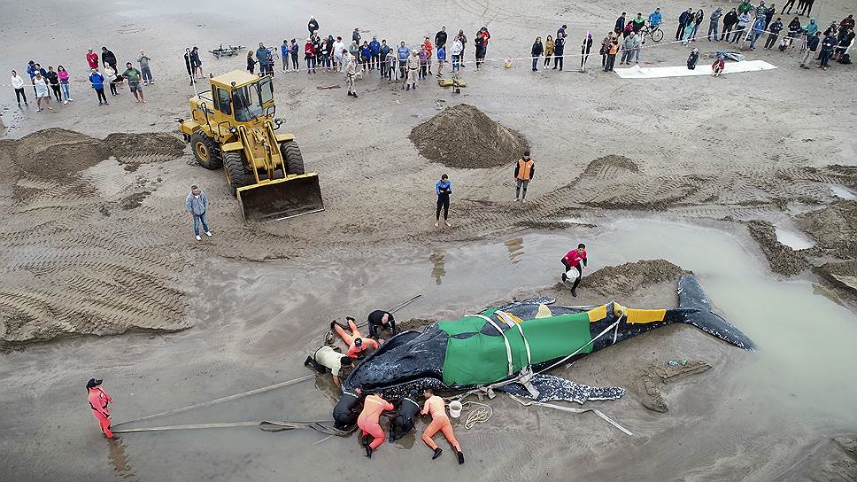 Мар-дель-Плата, Аргентина. Сотрудники морской  префектуры и волонтеры пытаются спасти горбатого кит