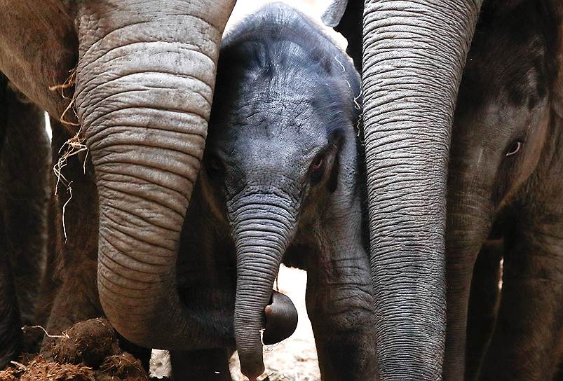 Мехелен, Бельгия. Детеныш азиатского слона в зоопарке