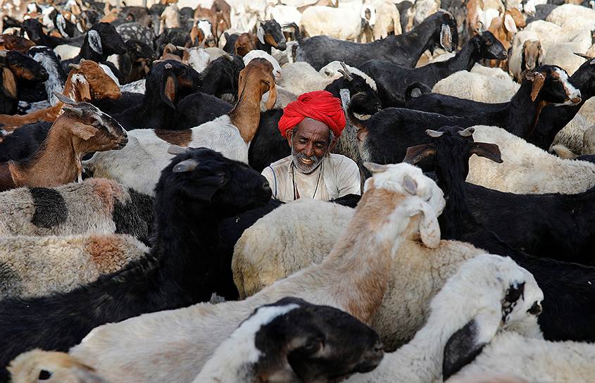 Округ Джалор, Индия. Местный житель доит домашних коз 