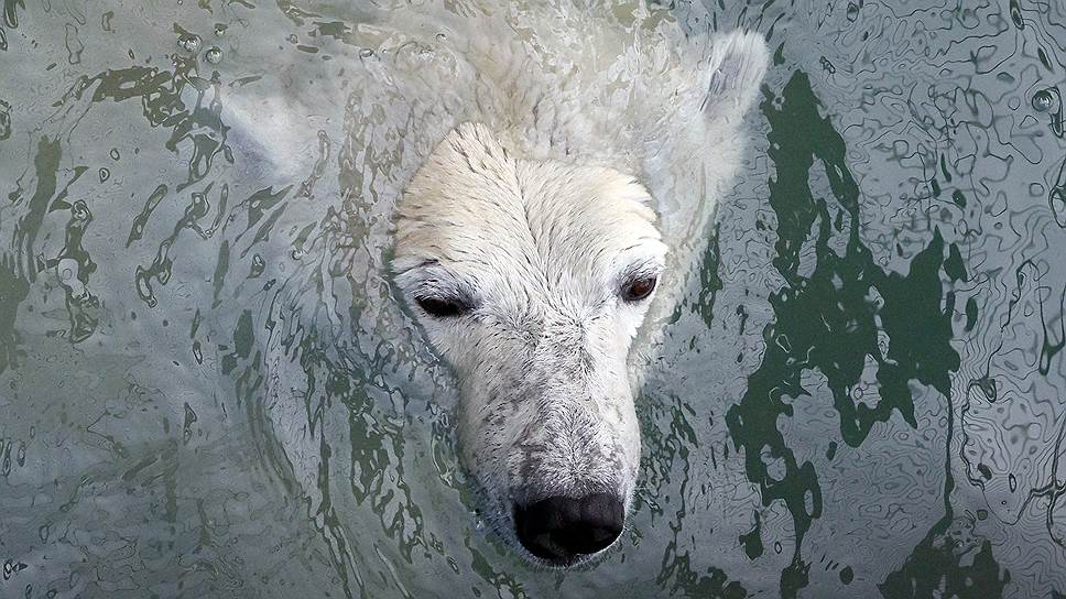 Красноярск, Россия. Полярная медведица плавает в бассейне зоопарка «Роев ручей» 