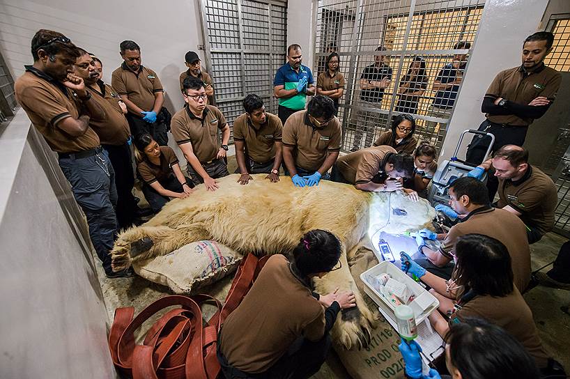Сингапур. Первый рожденный в стране полярный медведь на проверке в зоопарке