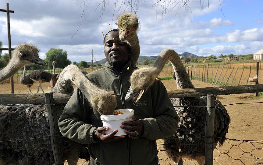 Страусы уже более 150 лет кормят южноафриканский городок Оудсхорн