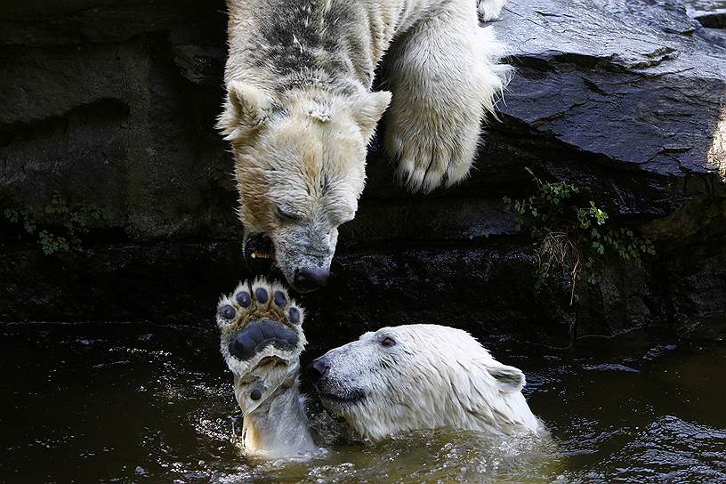 Берлин, Германия. Полярные медведи играют в водоеме на территории зоопарка Берлин-Фридрихсфельде 