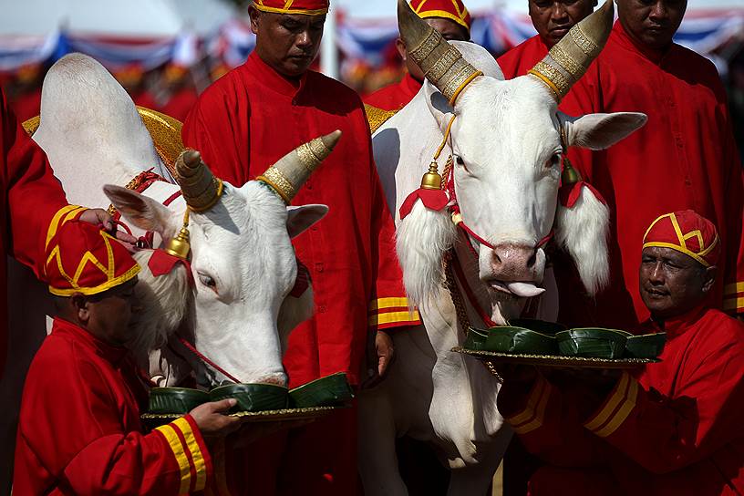 Бангкок, Таиланд. Чиновники в национальных костюмах кормят скот во время ежегодного обряда, проводимого в честь начала сельскохозяйственных работ