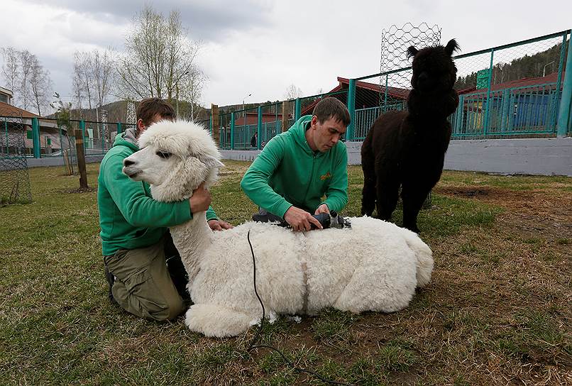 Красноярск, Россия. Работники зоопарка расчесывают самку альпака