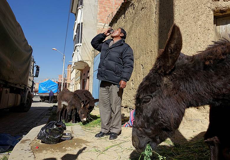Ла-Пас, Боливия. Мужчина пьет молоко ослиц для лечения заболеваний легких