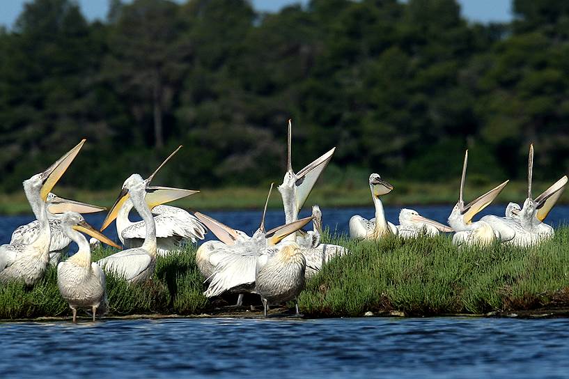 Дивьяка, Албания. Кудрявые пеликаны в национальном парке