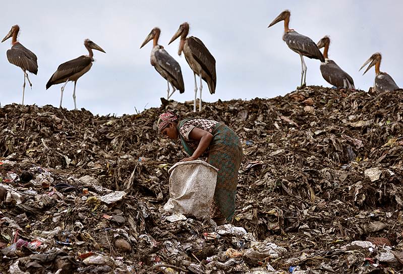 Гувахати, Индия. Мусорщик собирает вторсырье рядом со стаей птиц-адъютантов