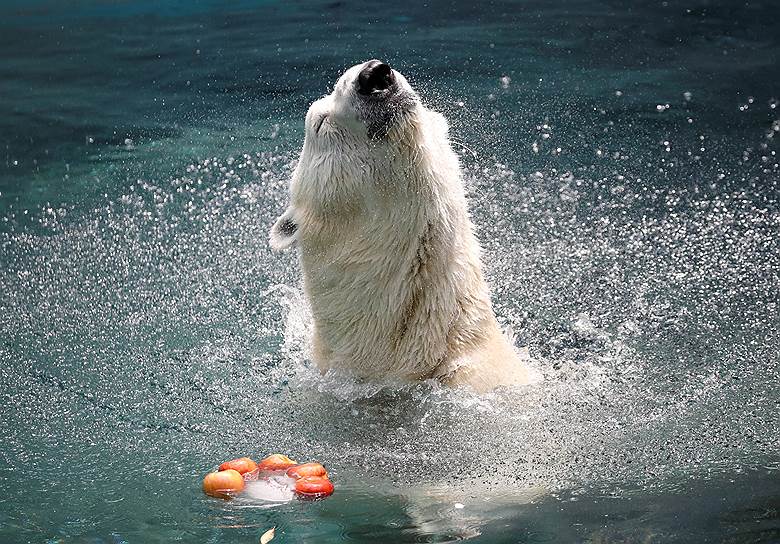 Йонъин, Южная Корея. Белый медведь играет с кубиками льда, наполненными яблоками 