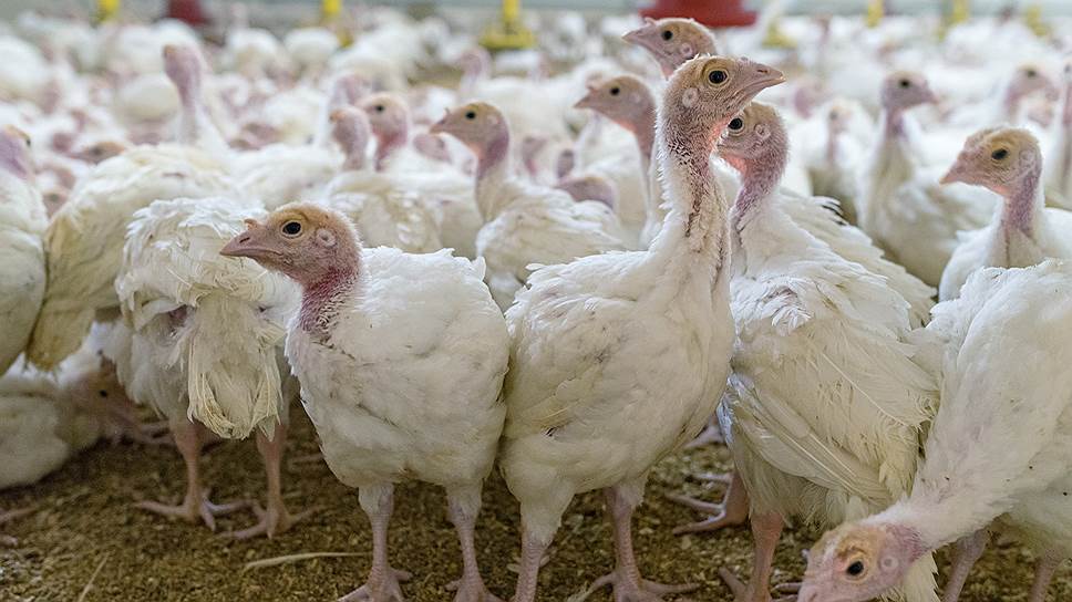 Крупный производитель индейки уничтожит 10% поголовья из-за птичьего гриппа