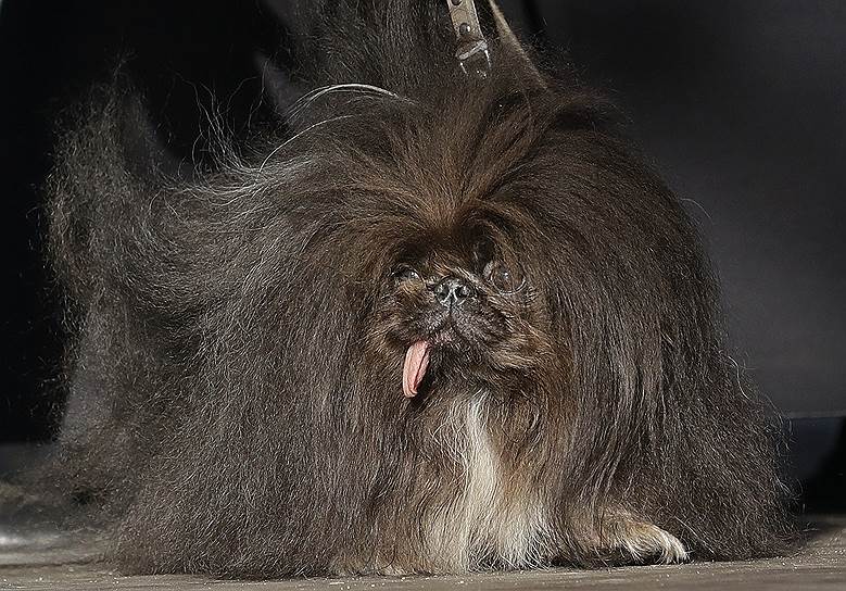Сонома-Марин, штат Калифорния (США). Пекинес на международной выставке самых уродливых собак