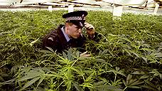 Британские экономисты призвали легализовать марихуану