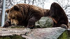 Медведи вышли на улицы Магадана