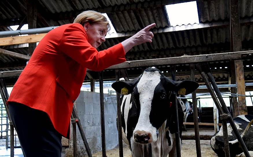 Нинборстель, Германия. Канцлер ФРГ Ангела Меркель во время посещения молочной фермы