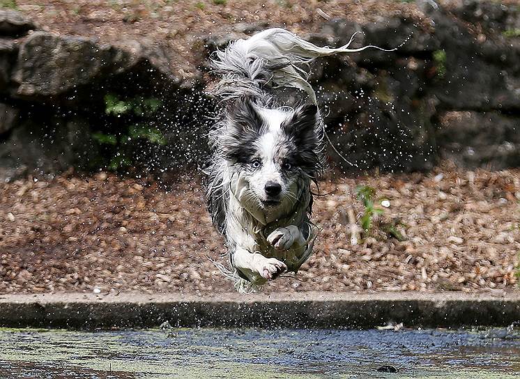 Лондон, Великобритания. Собака прыгает в водоем, расположенный в одном из городских парков  