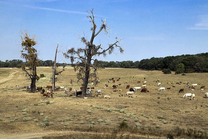 В центральной части Германии коровы пасутся на выжженых солнцем лугах