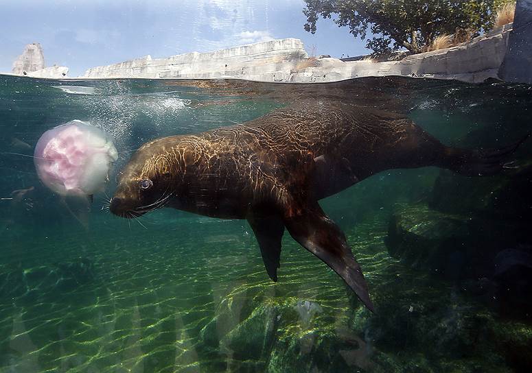 Ушастый тюлень в зоопарке Парижа (Франция) ловит кубик со льдом, в котором заморожена рыба